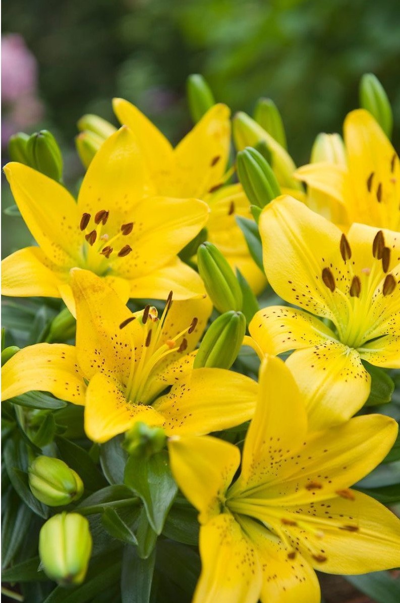 Lilium Asiatic 'Golden Matrix'